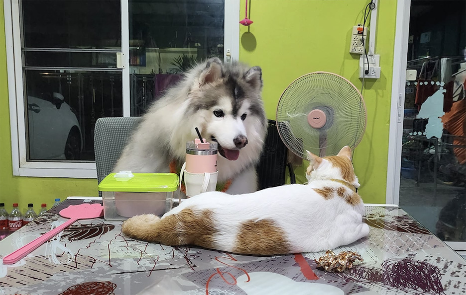 cat dog