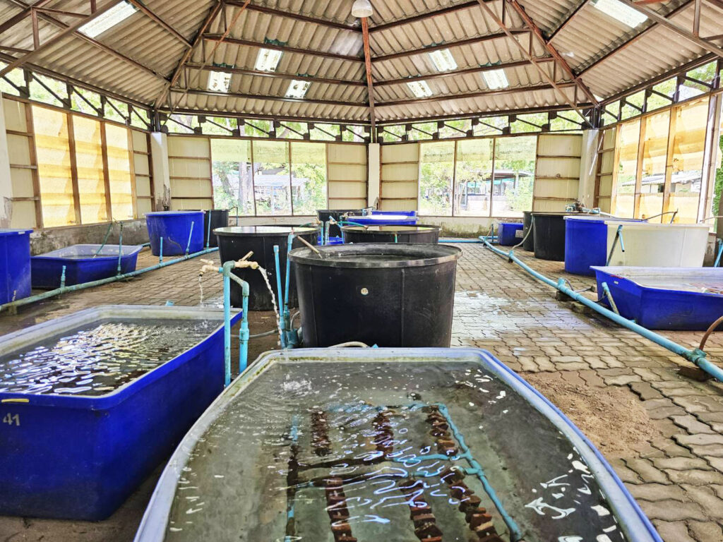 conserve coral chonburi