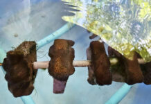 Thai Researchers Develop Coral That Thrives in Warmer Oceans