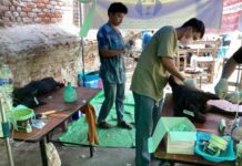 World Groups Continue Urgent Animal Rescue in Mandalay After Quake