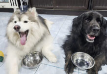What Pet Owners Need to Know About New Bangkok Rules
