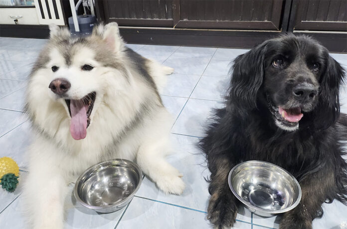 dogs