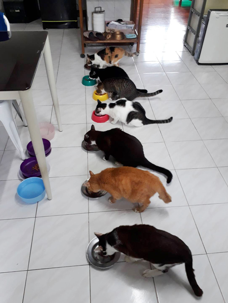 pet new rules3