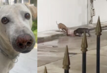British Man to Remove Pit Bulls After Fatal Dog Attack in Chonburi Pit Bulls