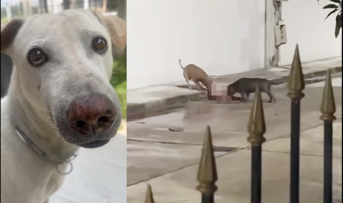 dog pitbull Pit Bulls