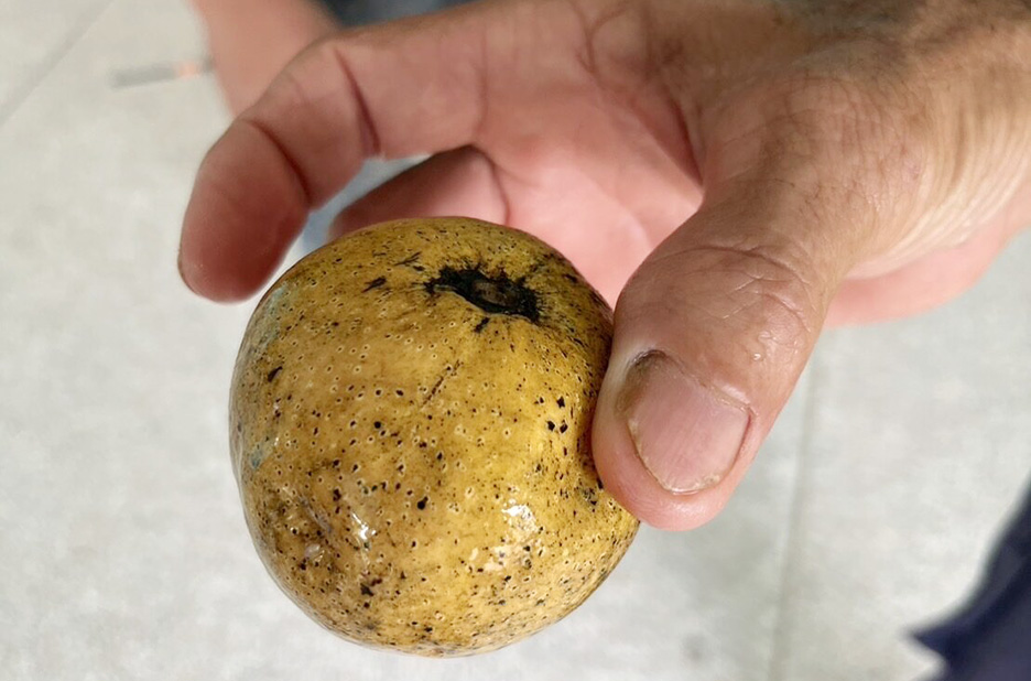 russian wild fruit