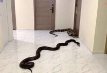 Giant Snakes Unleashed Against Dog owner in Bangkok Condo snakes