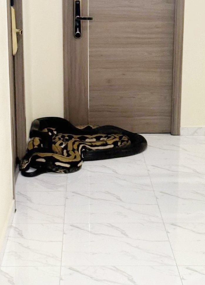 snakes condo2