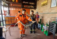 Foreign Tourist Shouts as Water Monitor Enters Restaurant in Udon Thani