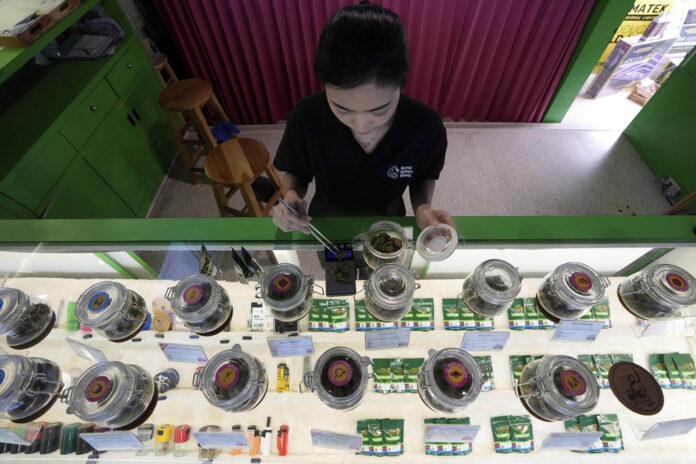 Thailand Cannabis cannabis