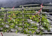 Cambodia Threatens Thai Fruits Ban as Tensions Continue to Soar