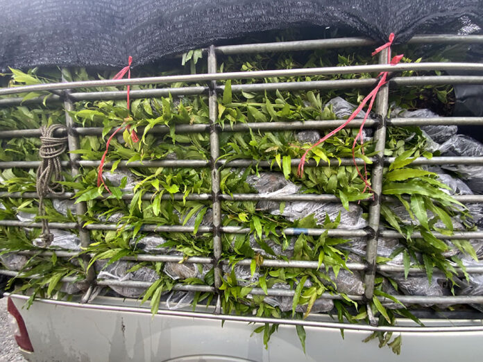 cambodia fruit