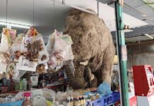 Wild Elephant Makes Sweet Tooth Shopping Trip at Thai Grocery Store elephant