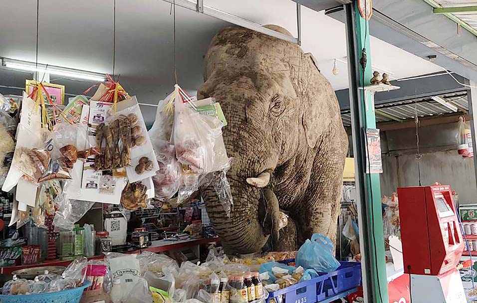 elephant