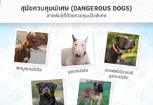 Bangkok to Introduce New Pet Ownership Laws in 2026