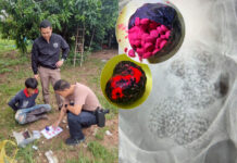 Thai Cops Bust Drug Ring After Austrian Swallows 1,000+ Pills