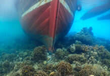 Myanmar Cargo Ship Damages Thai Coral Reef, Faces $366K Bill coral