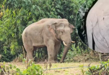 Celebrity Wild Elephant Probe Over Suspected Gunshot Wounds