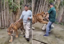 Phuket Tiger Parks Issue Denial Over Viral India Tourist Incident