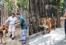 Thai Authorities Order Sri Racha Park to Cancel Tiger Walking Activities tiger