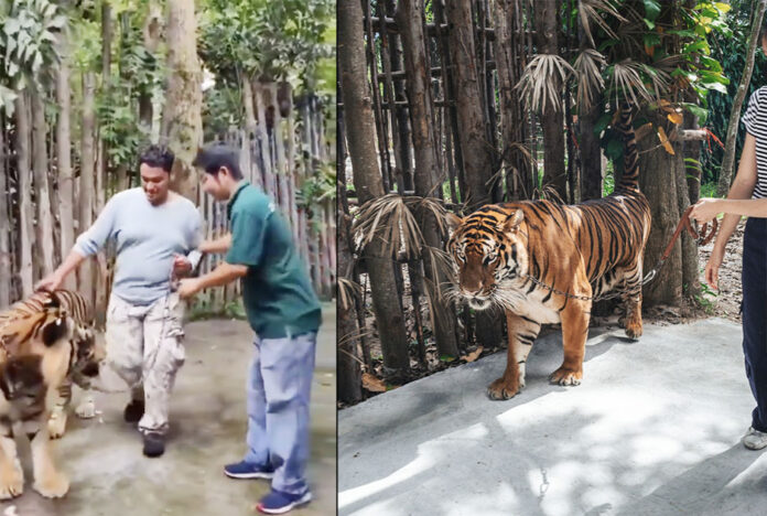 Screenshot tiger tiger