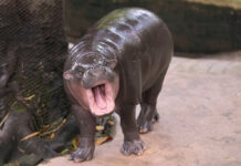 Thousands Celebrate Baby Hippo Moo Deng’s First Birthday Moo Deng