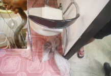 Thai Man Dies After Recording Himself Playing with Cobra in Hotel cobra