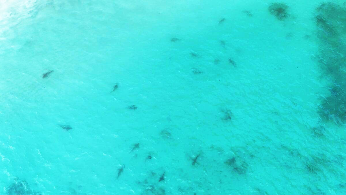 shark maya2