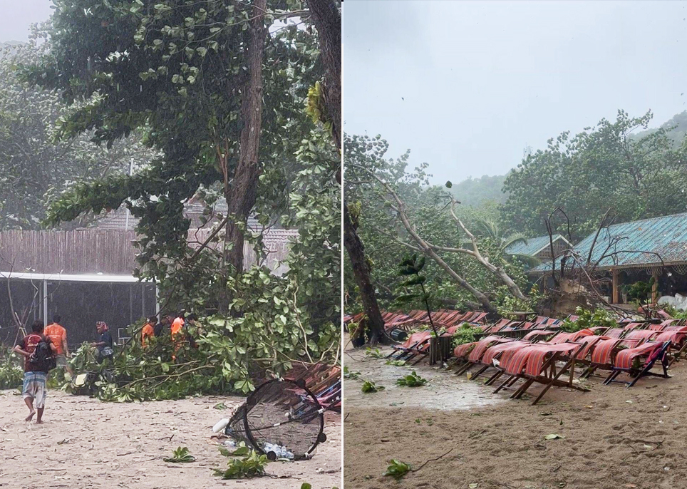 tree kill phuket1