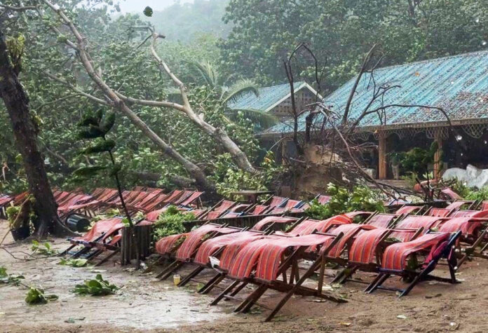 tree kill phuket3