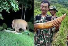 Elephant Loses Tusk in Battle Outside Khao Yai National Park