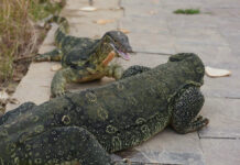 Thai Authorities Approve Water Monitor Breeding Permits