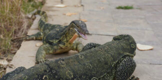 Thai Authorities Approve Water Monitor Breeding Permits