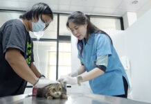 Free Pet Microchips Offered in Bangkok Registration Drive