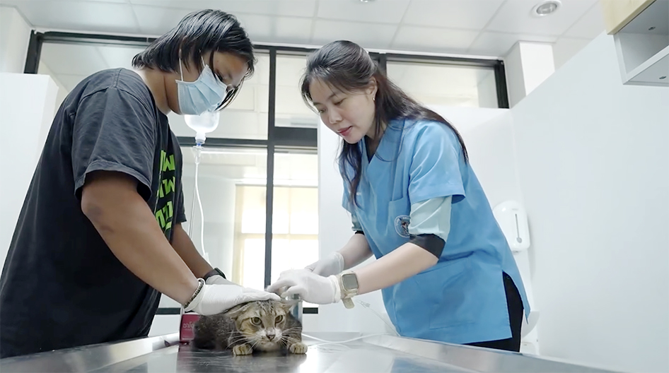 Free Pet Microchips Offered in Bangkok Registration Drive