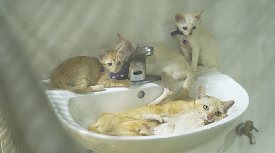 microchip bkk2