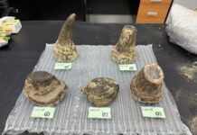 Vietnamese Man Arrested at Bangkok Airport for Smuggling $200,000 Worth of Rhino Horn