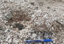 13-Million-Year-Old Snail Fossils Become Thailand’s 27th Heritage Site snail