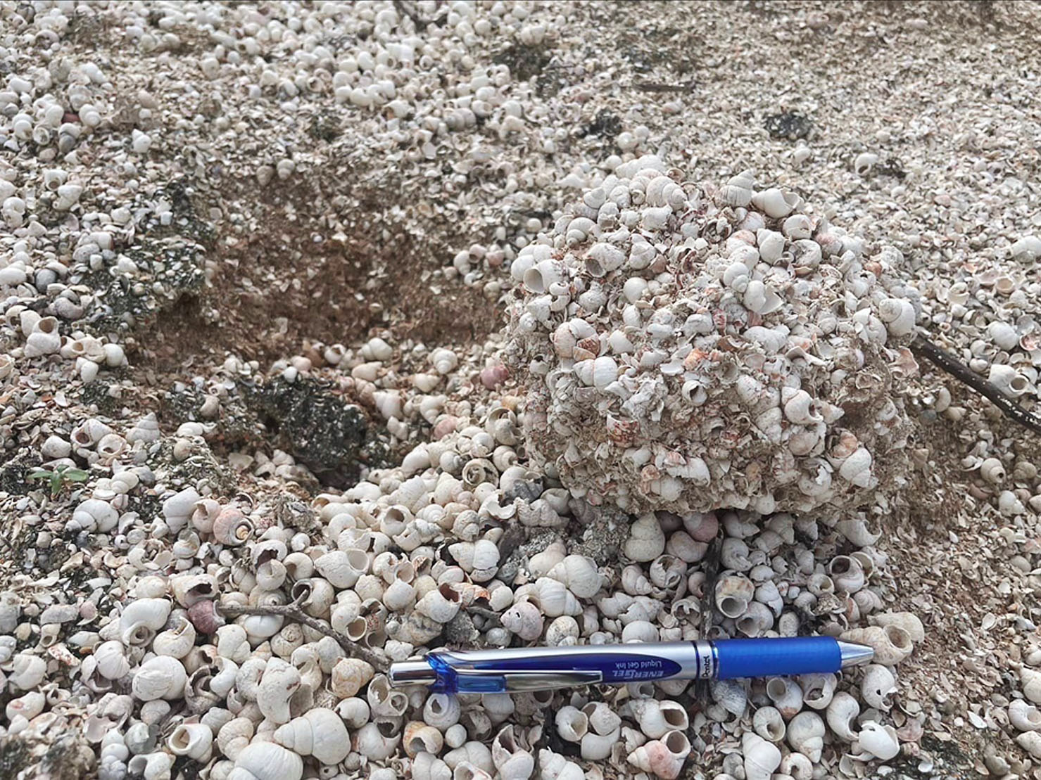 13-Million-Year-Old Snail Fossils Become Thailand’s 27th Heritage Site