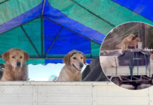 Udon Thani Dogs Mating Go Viral After Mimicking Phuket Scandal