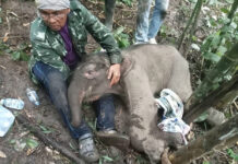 Abandoned Newborn Elephant Calf Rescued in Kanchanaburi