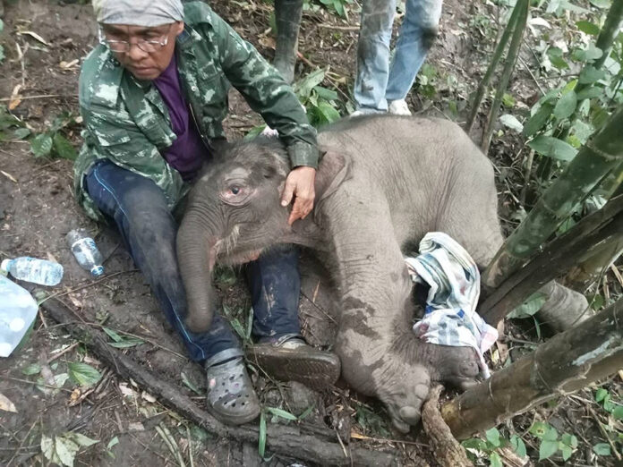 khao tom elephant 1