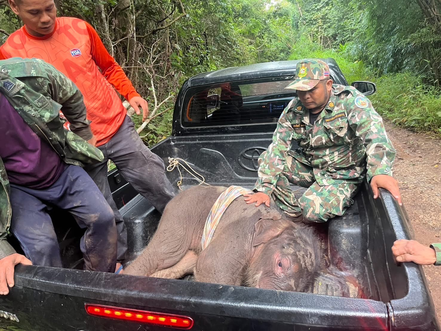 khao tom elephant 2