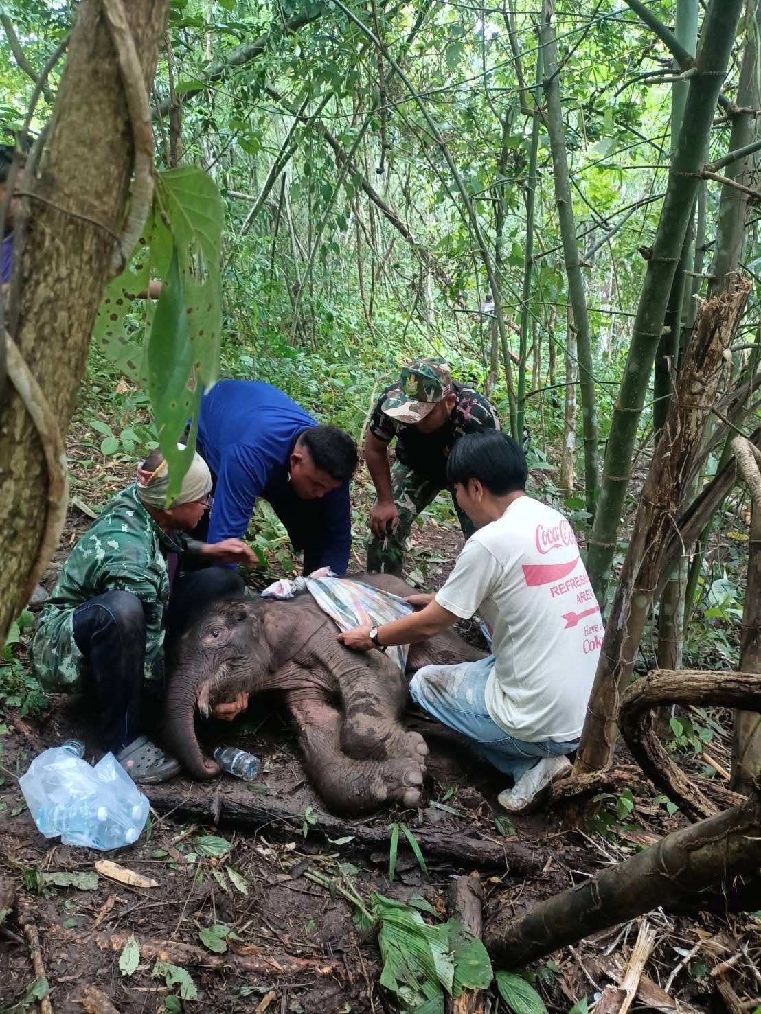 khao tom elephant 3