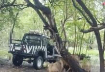 Bangkok Safari Employee Killed in Lions Attack After Breaking Safety Rules