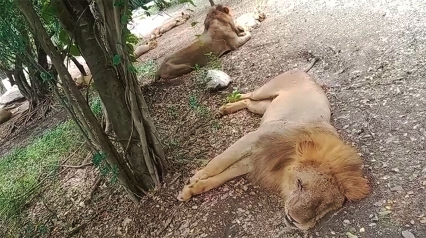 lions kill6
