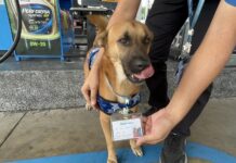 Gas Station Dog with Employee Badge Becomes Internet Star