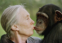 Jane Goodall, the Celebrated Primatologist and Conservationist, Has Died