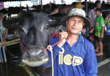 A Beauty Pageant for Buffaloes in Thailand Raises Status of the Humble Animal