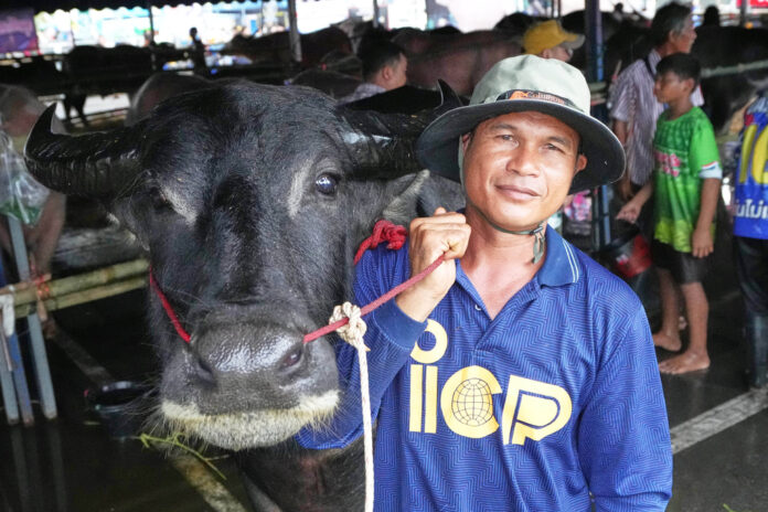 Thailand Buffalo